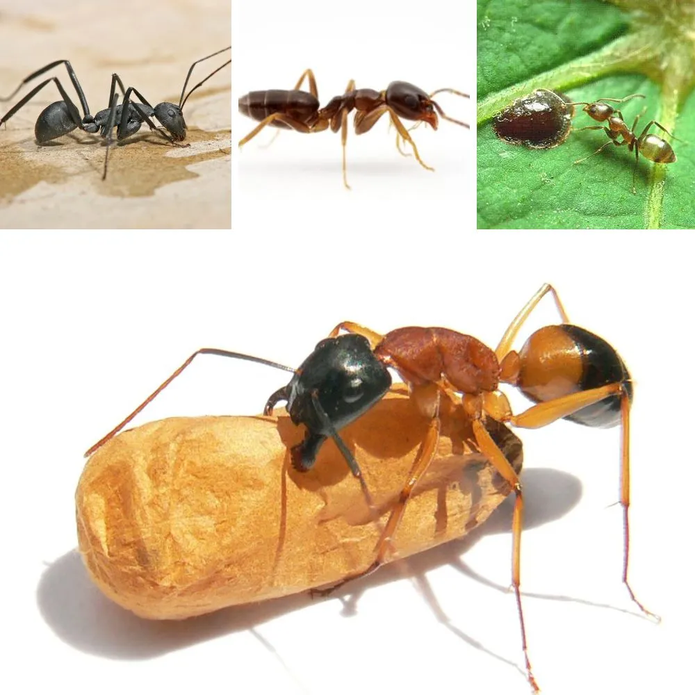 A detailed image showcasing different types of ants, including close-ups of their unique physical characteristics and habitats.